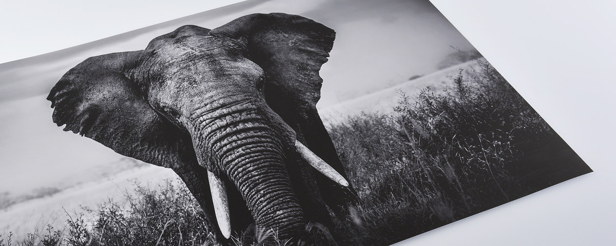 Elefant Hahnemuehle Liegend