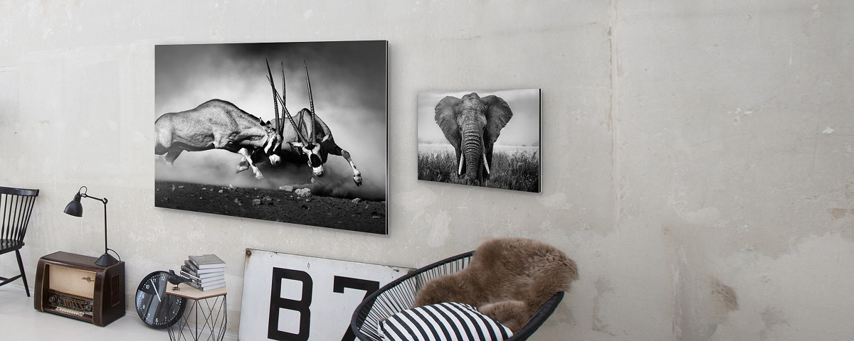 Kaempfende Oryx B7 Alu Dibond Perspektive