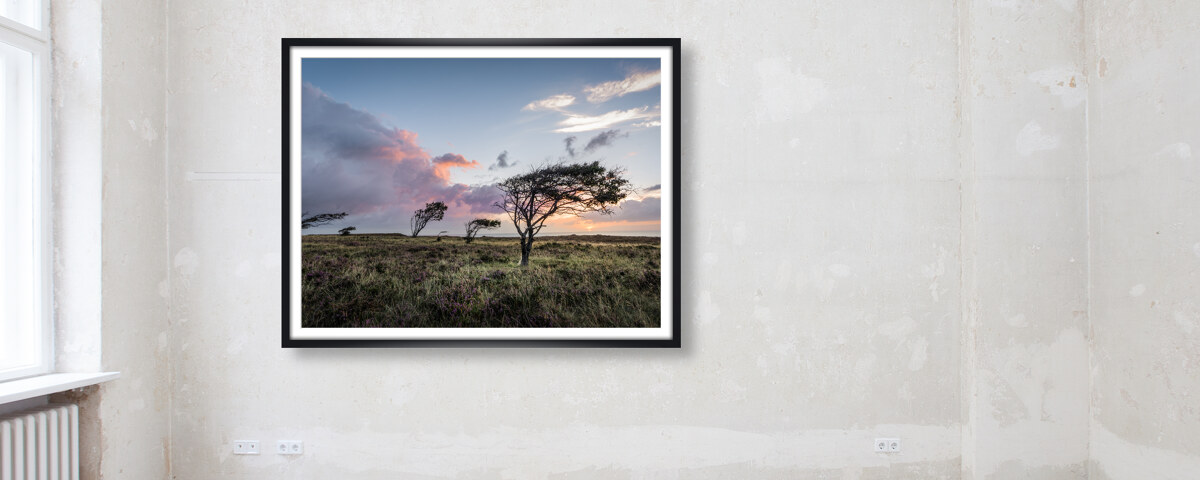 Braderuper Heide Sylt