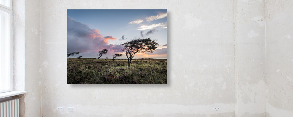 Braderuper Heide Sylt