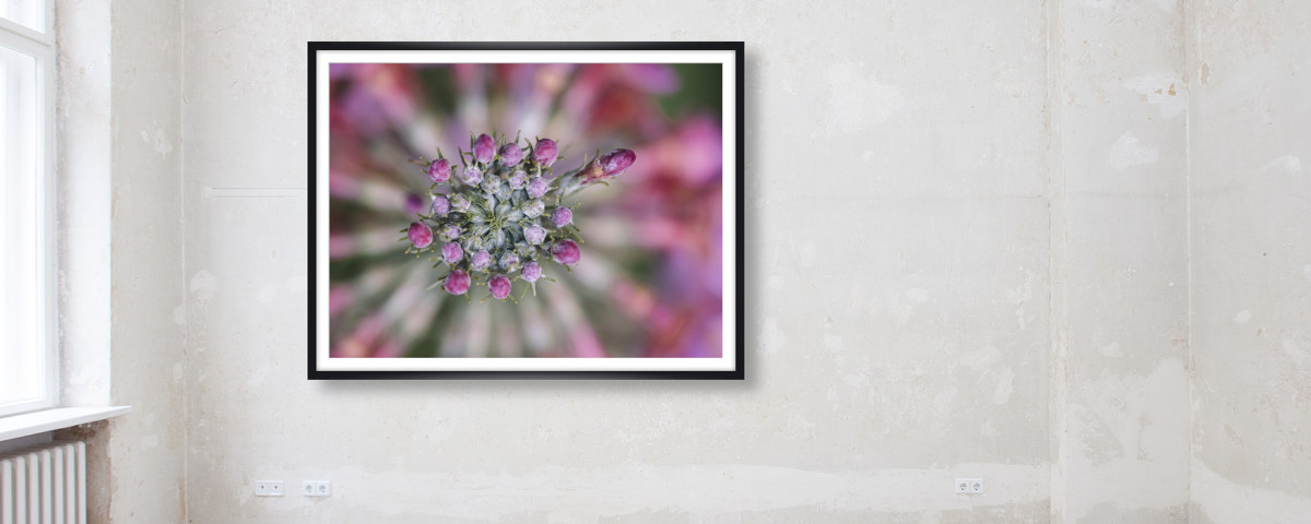 Blüten der Kugelprimel