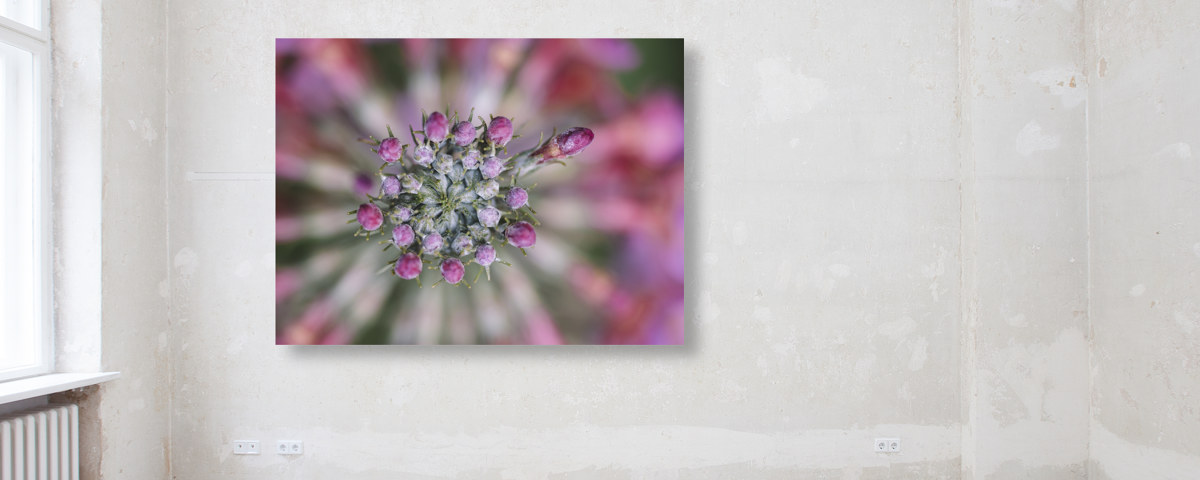 Blüten der Kugelprimel