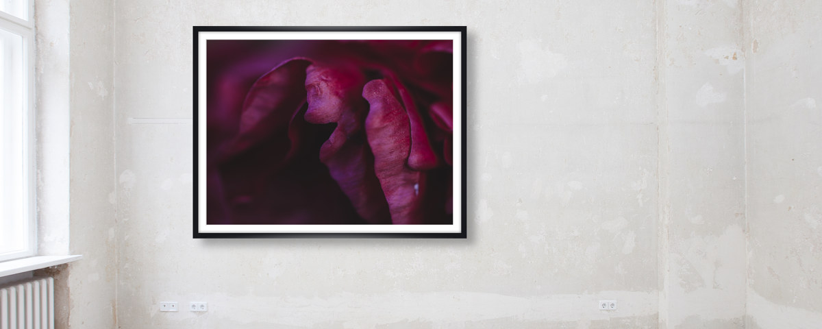 Blütenblaetter der Pfingsrose