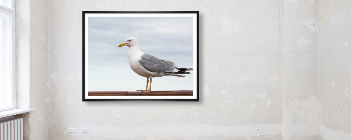 Seagull2