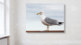 Seagull2