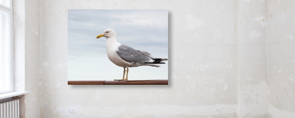 Seagull2