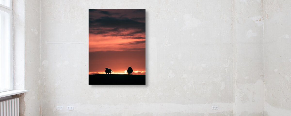 The sunset sheep
