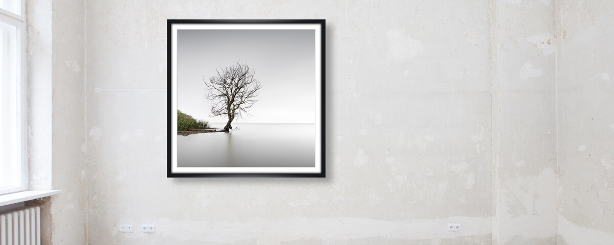 Trasimeno Tree Umbrien