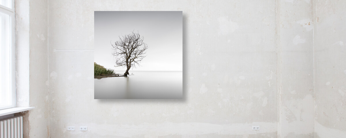 Trasimeno Tree Umbrien