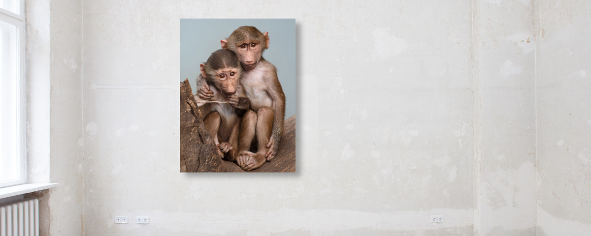 Photos de singes