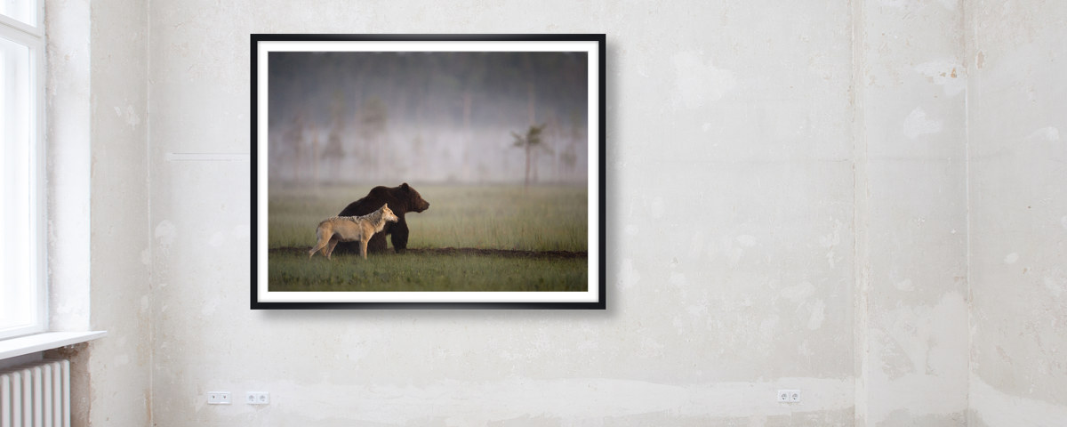 Photo d'ours et de loup