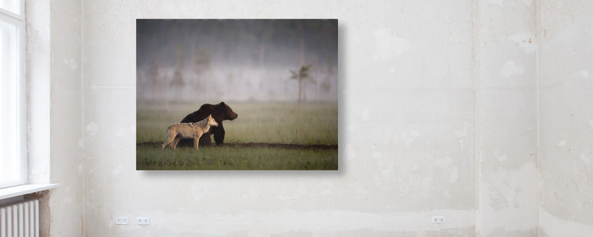 Photo d'ours et de loup