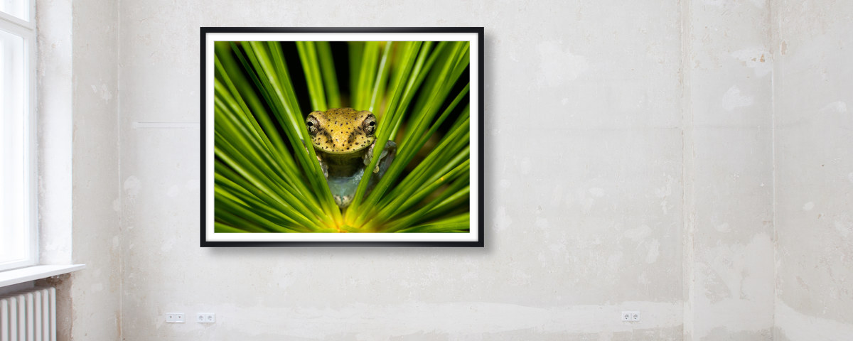 Grenouille dans l'herbe