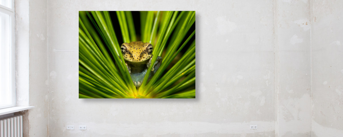 Grenouille dans l'herbe