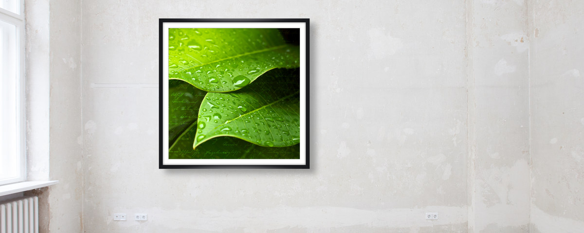 Feuille avec gouttes