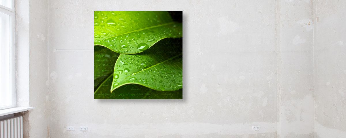 Feuille avec gouttes