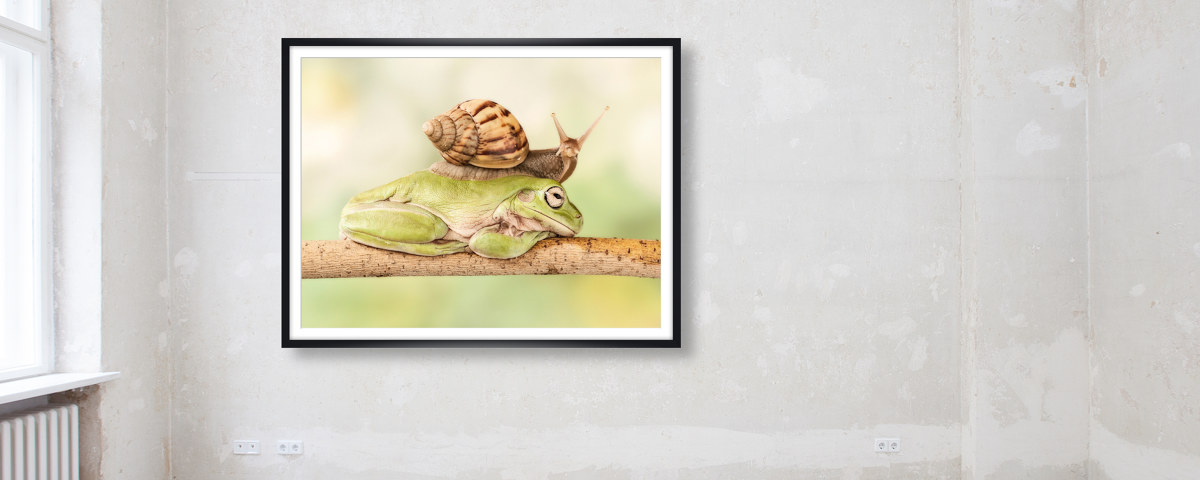 Escargot sur grenouille