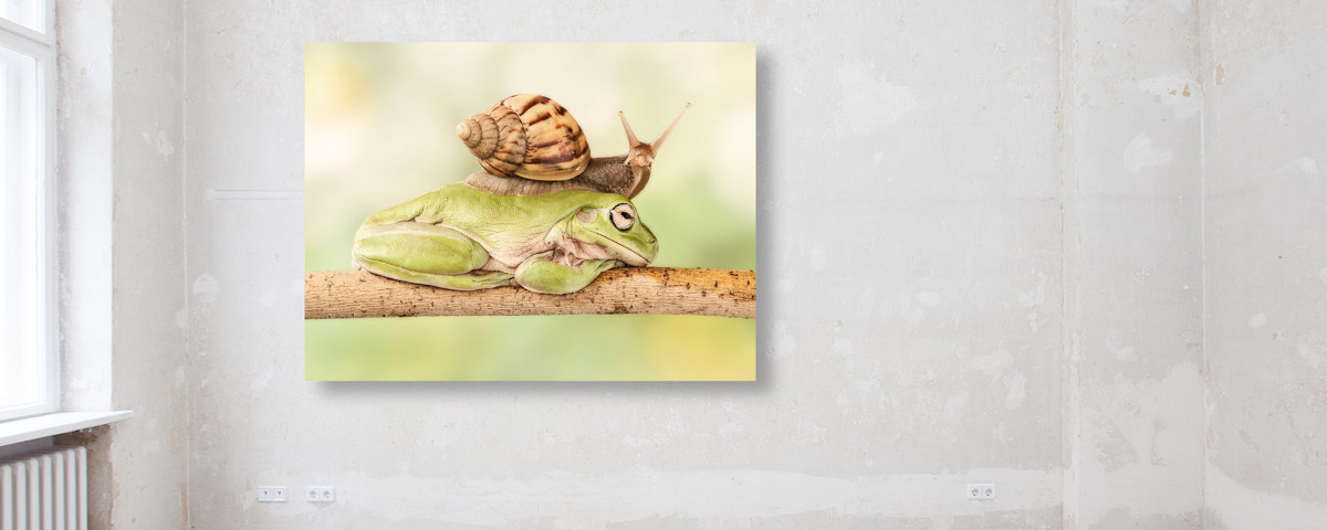 Escargot sur grenouille