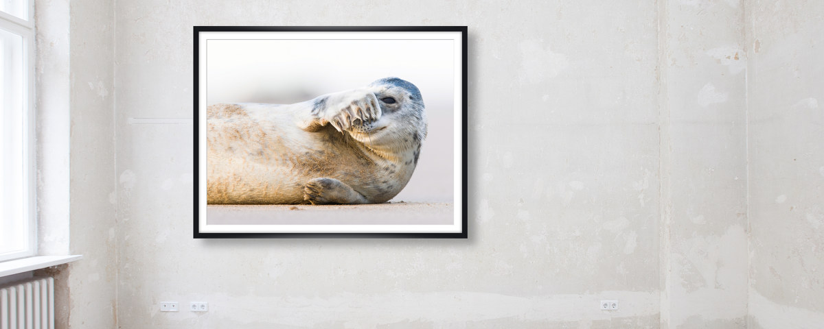 Photo de lion de mer