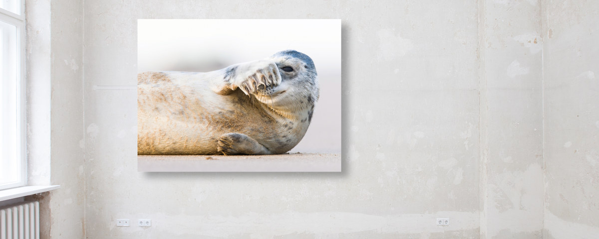 Photo de lion de mer