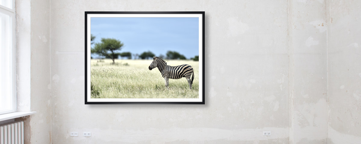 Zebra Fotografie
