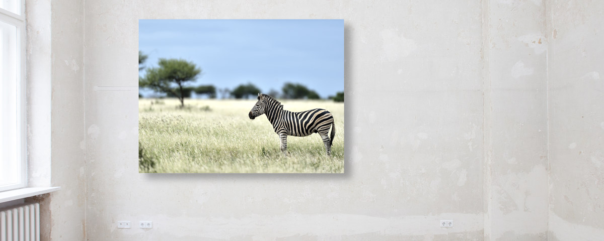 Zebra Fotografie