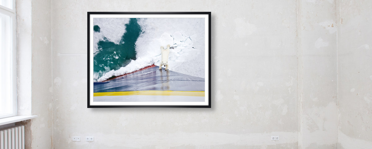 Ours polaire contre brise-glace