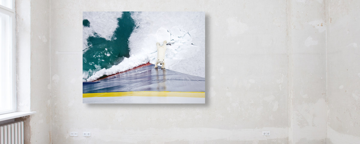 Ours polaire contre brise-glace