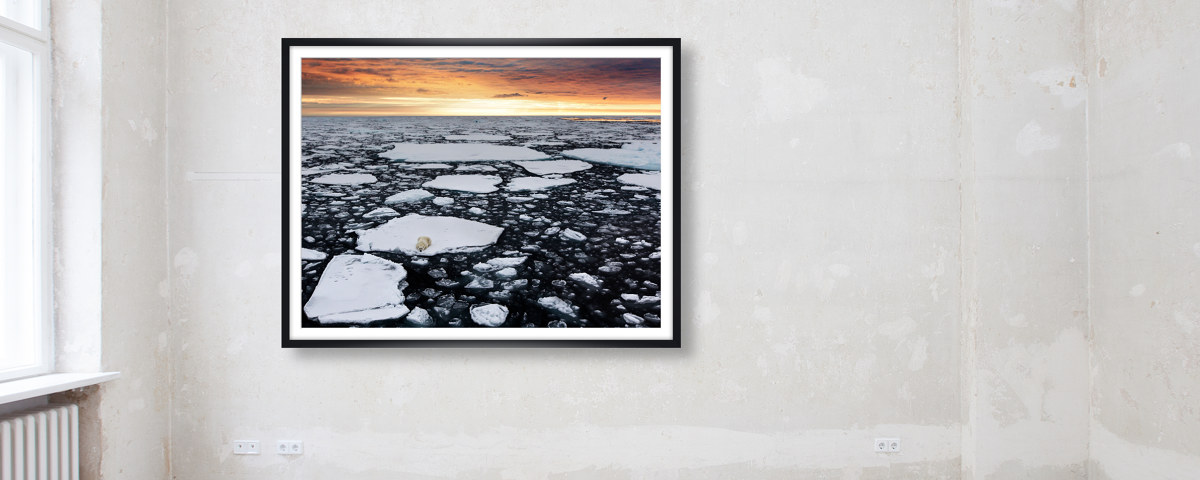 Image d'ours polaire