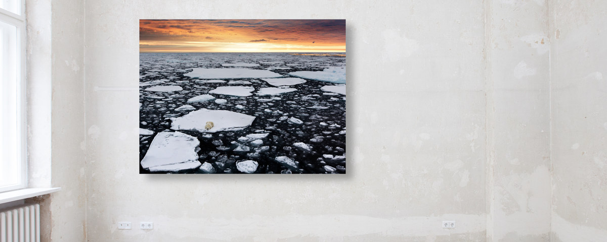 Image d'ours polaire