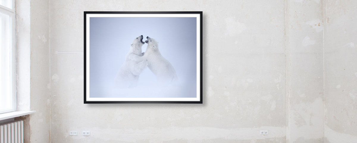 Photo d'ours polaire