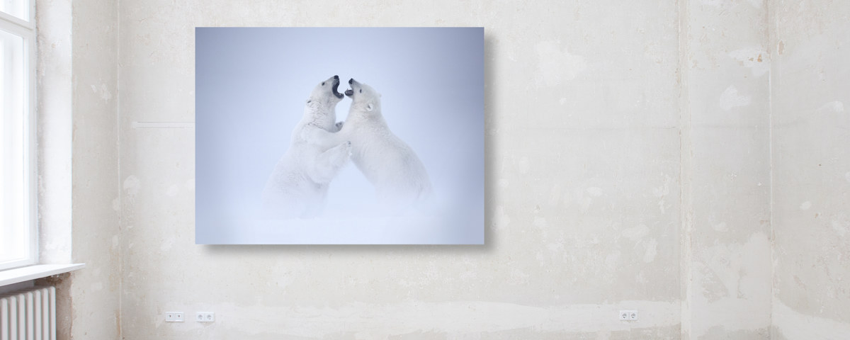 Photo d'ours polaire