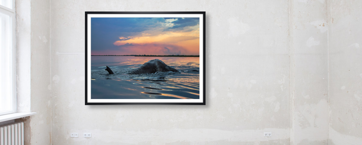 Photo d'éléphant dans l'eau