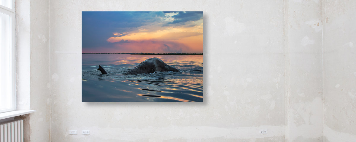 Photo d'éléphant dans l'eau