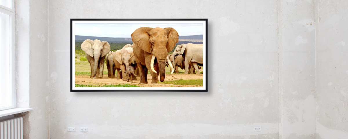 Photos d'éléphants