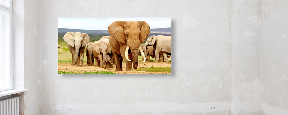 Photos d'éléphants