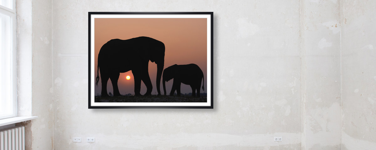 Animaux sous coucher de soleil