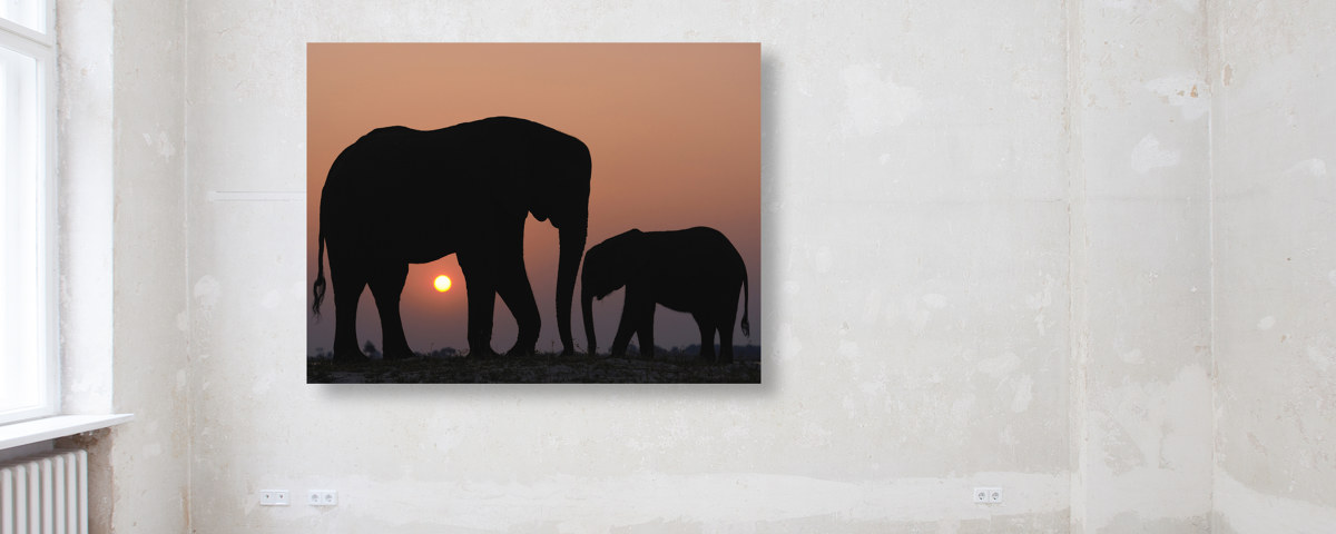 Animaux sous coucher de soleil
