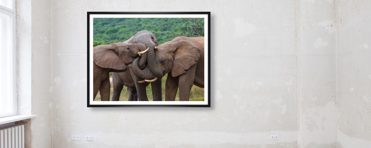 Eléphants s'embrassent