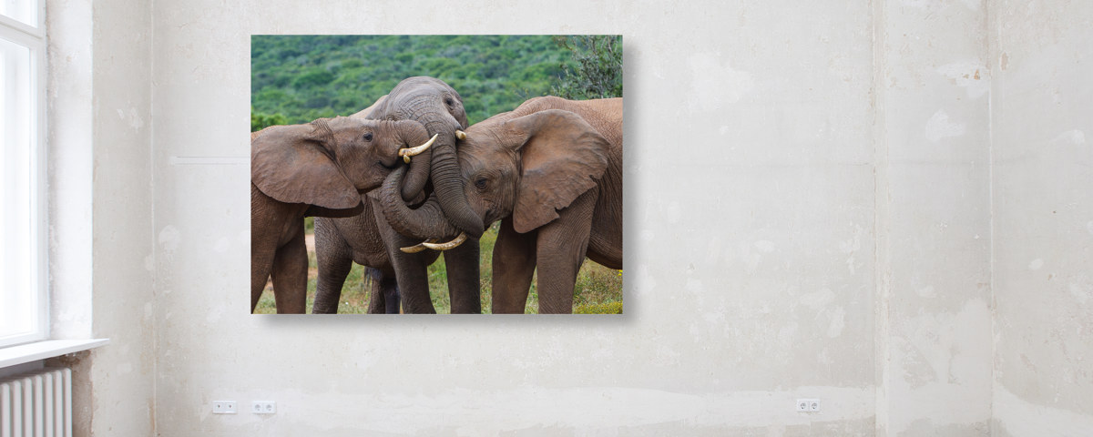 Eléphants s'embrassent