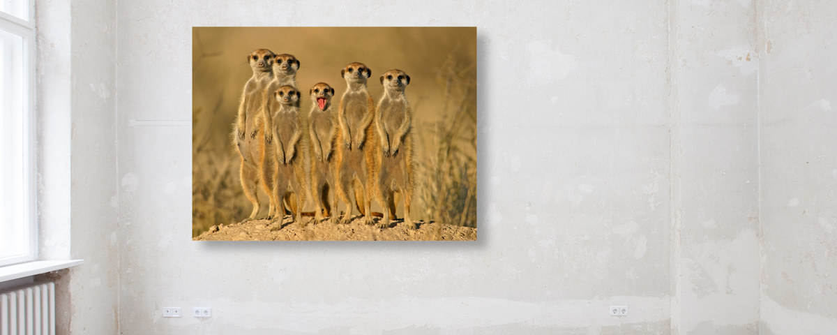 Photo de suricates