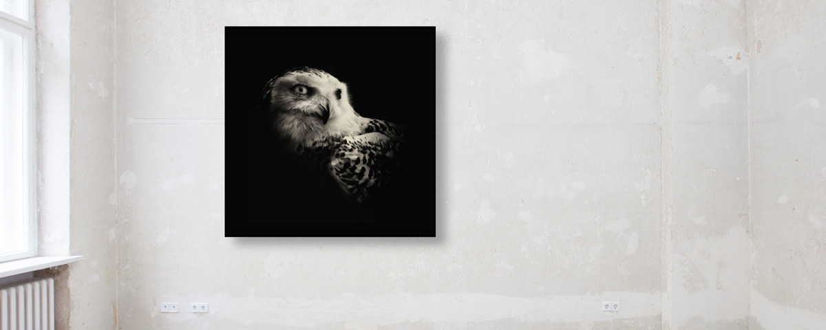 Portrait de chouette