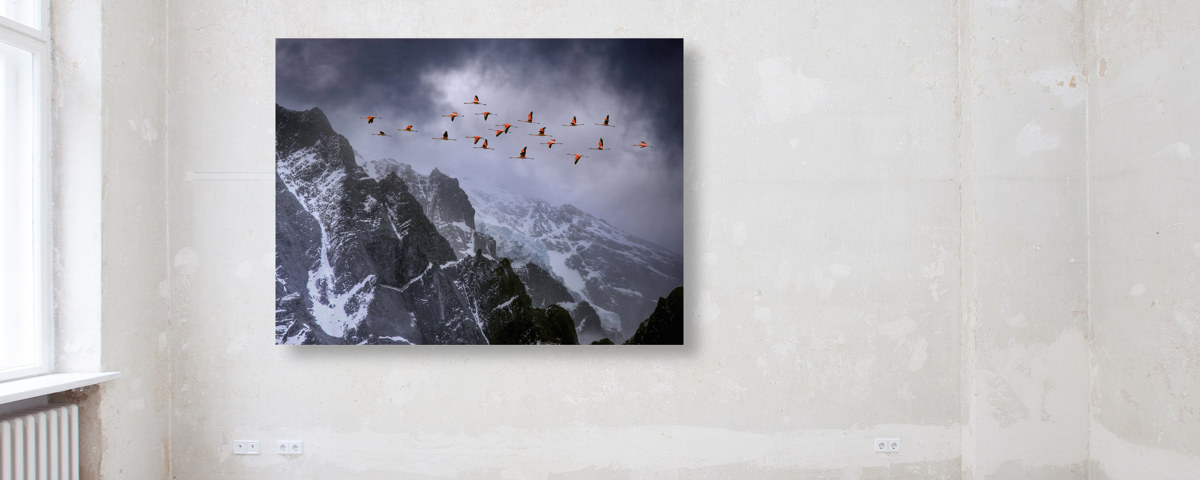 Photos de flamand rose