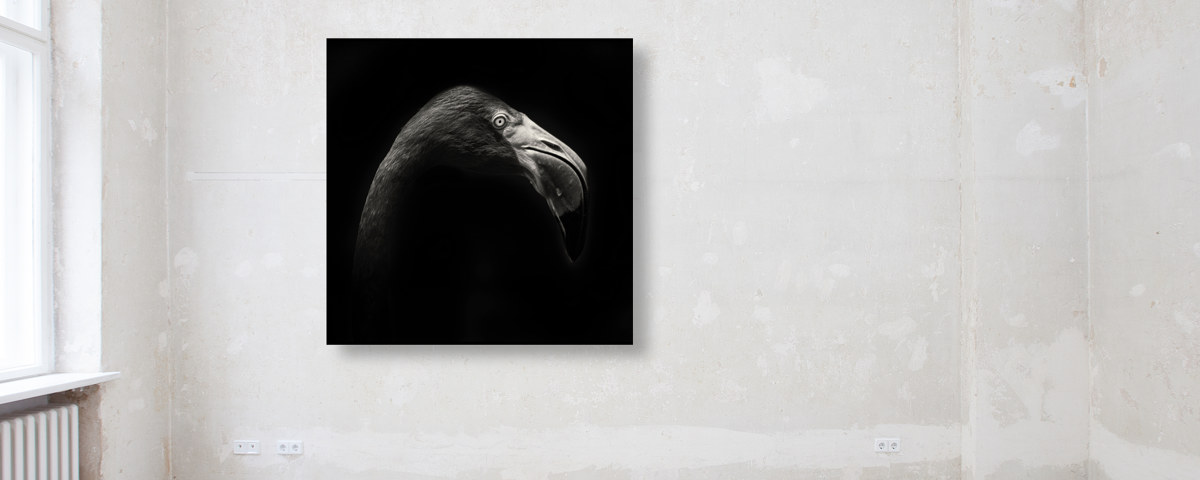 Portrait de flamand rose