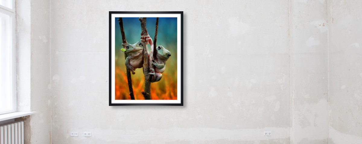 Photo de grenouilles