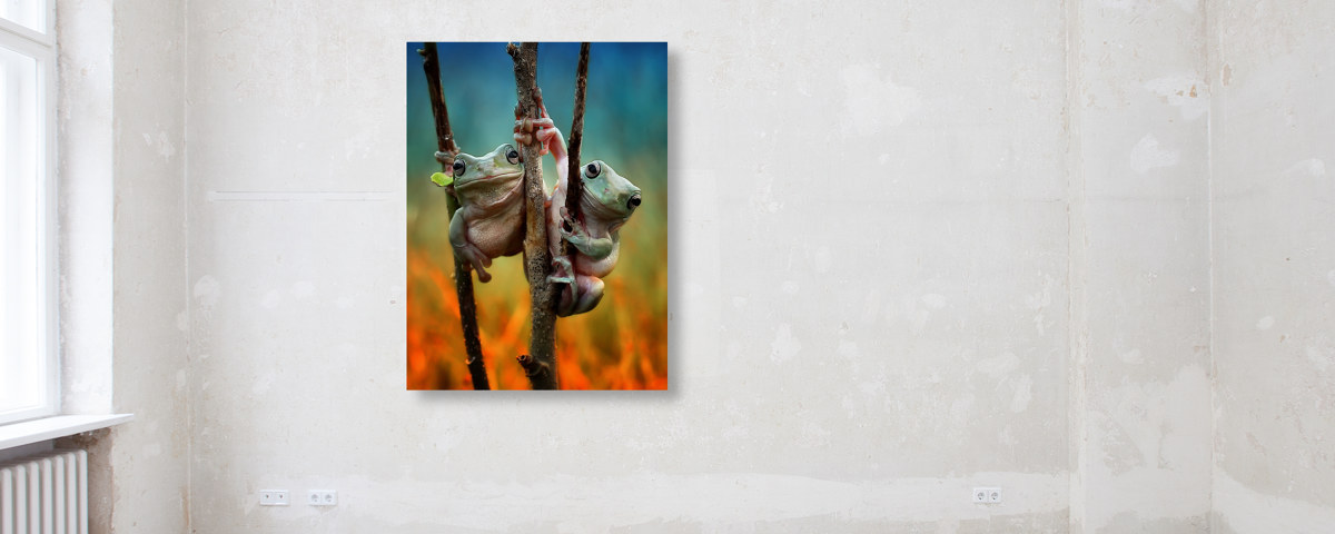 Photo de grenouilles