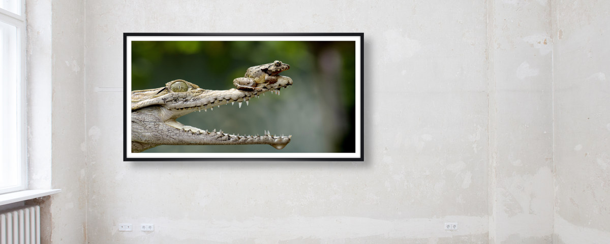 Photo de grenouille avec caïman