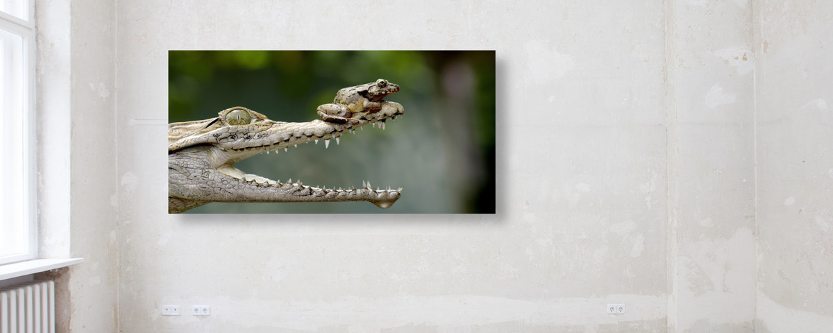 Photo de grenouille avec caïman