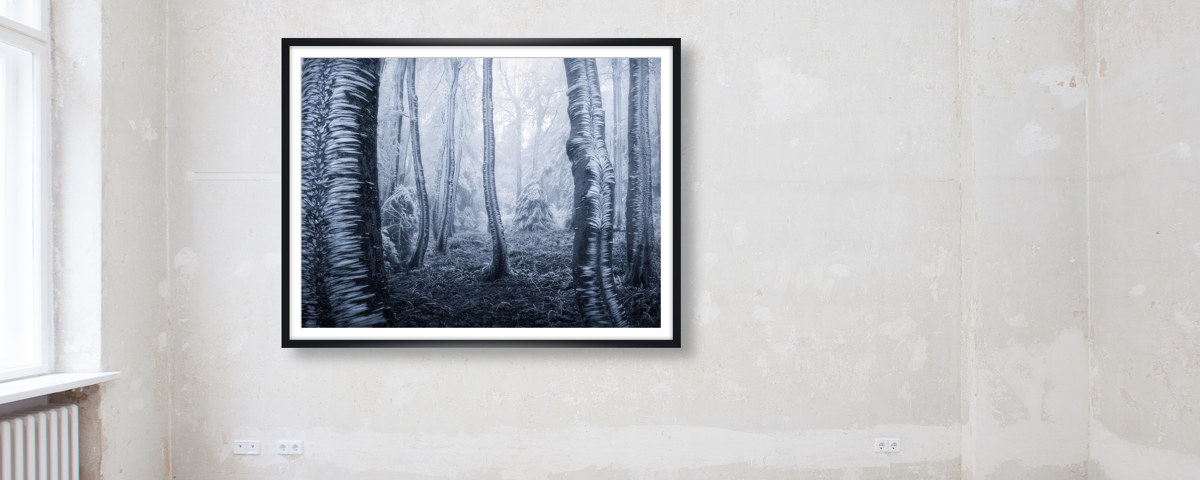 Photo d'arbres gelés