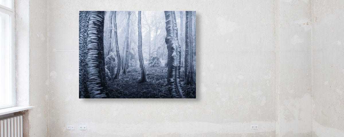 Photo d'arbres gelés